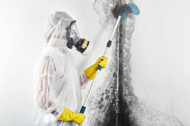 Best Attic Mold Removal  in Southgate, KY
