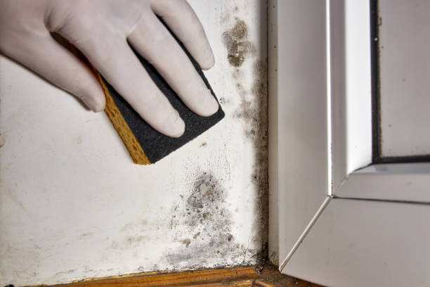 Best Commercial Mold Inspection  in Southgate, KY