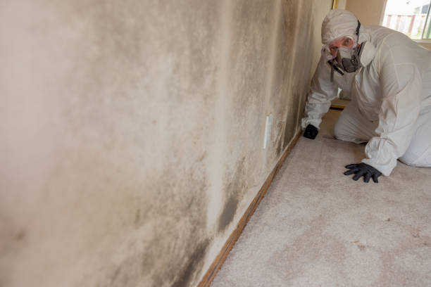 Best Emergency Mold Remediation  in Southgate, KY